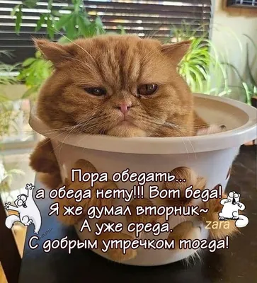 приколы #утро #утродоброе #доброеутро | TikTok