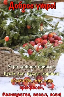 доброе зимнее утро волшебный лес: 1 тыс изображений найдено в  Яндекс.Картинках | Доброе утро, Открытки, Смешные поздравительные открытки