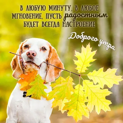 С добрым утром!#видеооткрытка #открыткасдобрымутром#открытка #рекоменд... |  TikTok