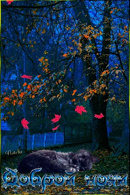 Картинки доброй осенней ночи красивые (38 фото) » Картинки и статусы про  окружающий мир вокруг