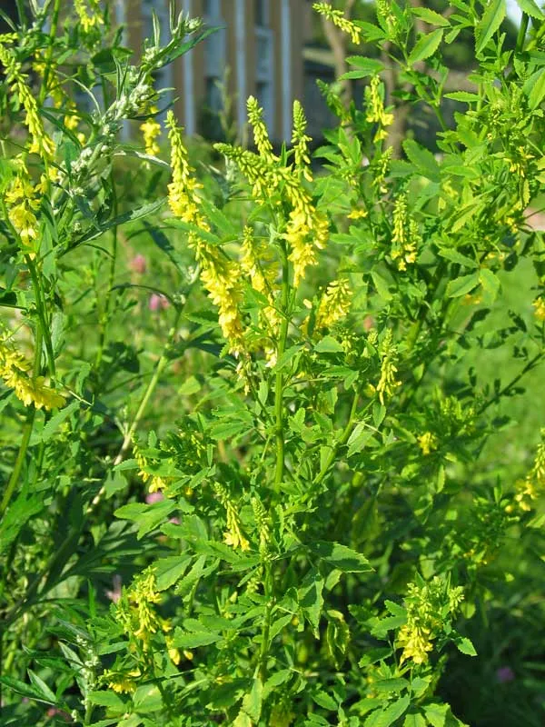 Melilotus officinalis