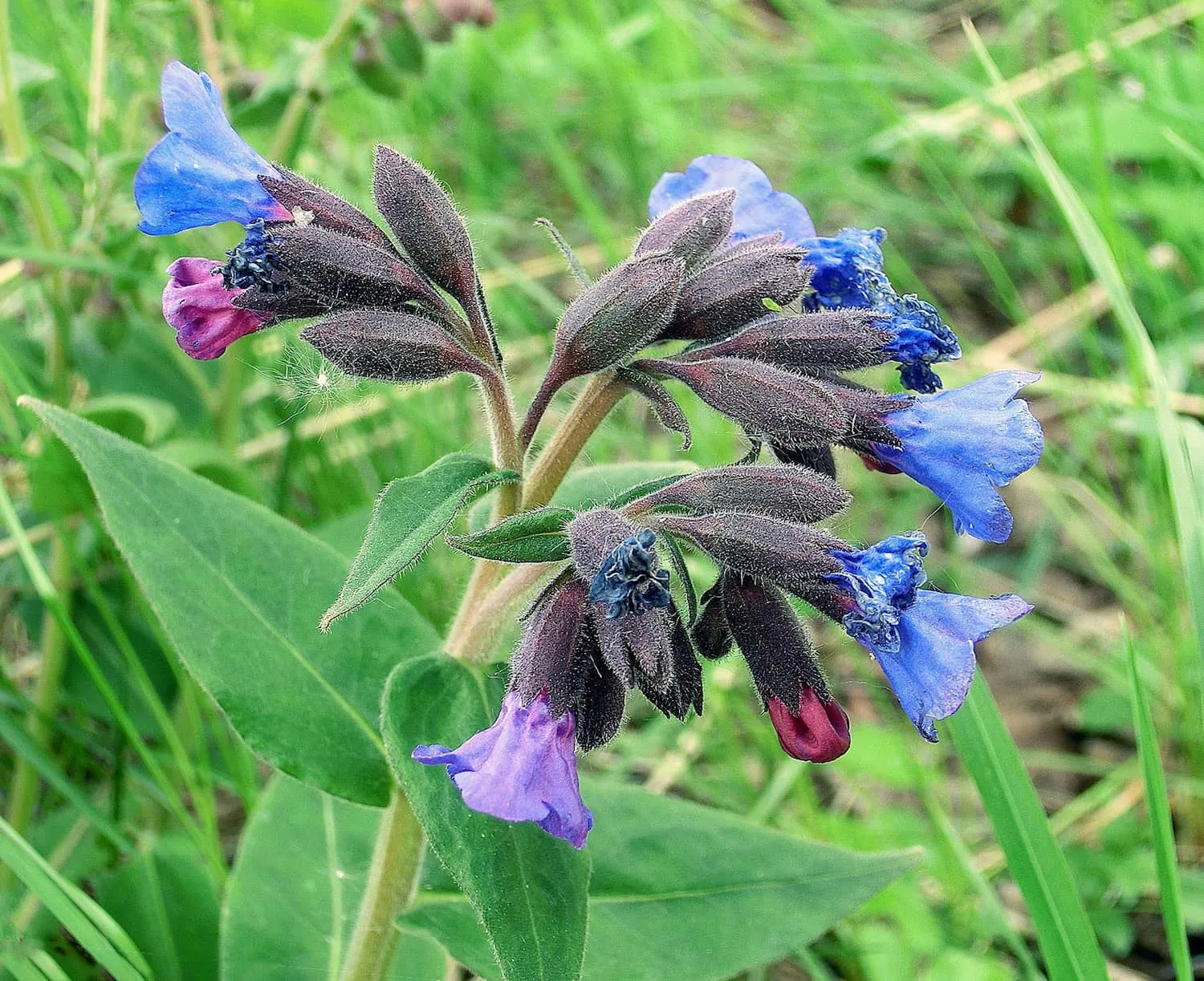 Медуница (Pulmonaria). Медуница Кевененсис. Медуница Лесная. Медуница узколистная Азуреа.