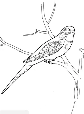 Раскраски Раскраска Попугай на ветке попугай, Раскраски колибри.