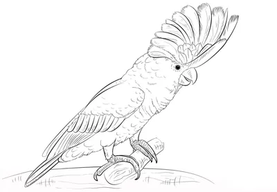 Раскраска Попугай Какаду — Мир раскрасок