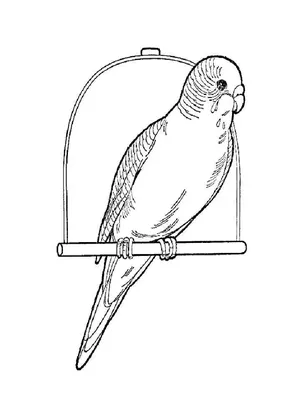 Иллюстрация раскраска попугай | Illustrators.ru