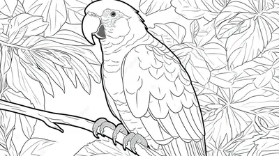 Попугай - Раскраски от сайта В мире сказки!