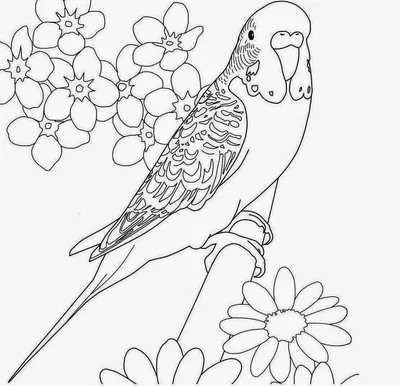 Раскраска Попугай | Раскраски антистресс Птицы. Сложные раскраски-антистресс  с птицами.