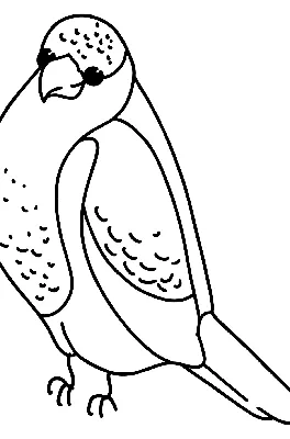 Раскраски попугай раскраска попугай
