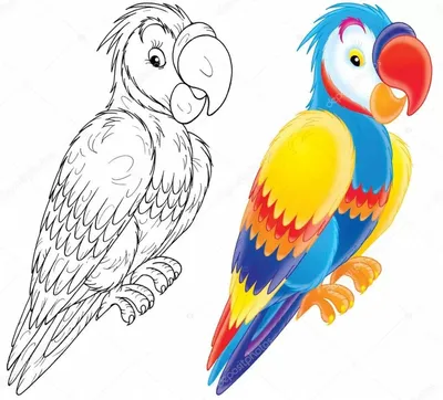 Попугай» раскраска для детей - мальчиков и девочек | Скачать, распечатать  бесплатно в формате A4