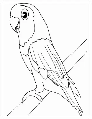 Пиратский попугай Раскраска Птица Амазонка попугай, попугай, ребенок,  животные png | PNGEgg
