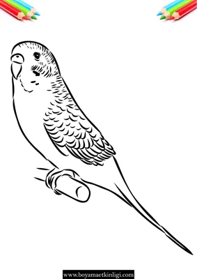 Смешной попугай — раскраска для детей. Распечатать бесплатно.