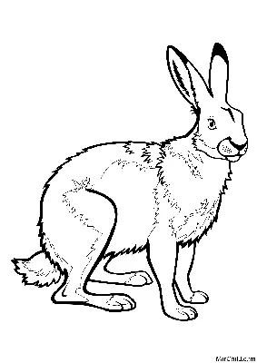 Картинка раскраска заяц обои