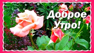 Доброе зимнее утро четверга - самые новые открытки (42 ФОТО) | Открытки,  Утренние цитаты, Музыкальные картинки