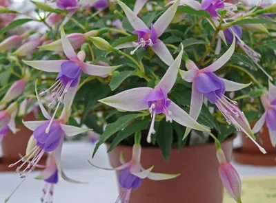 Фуксия магелланская (Fuchsia magellanica) — описание, выращивание, фото |  на LePlants.ru