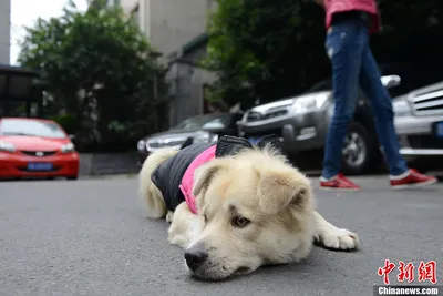 Лучше «Хатико»: фильмы про собак, которые выжмут слезу даже у самого  черствого зрителя - 7Дней.ру