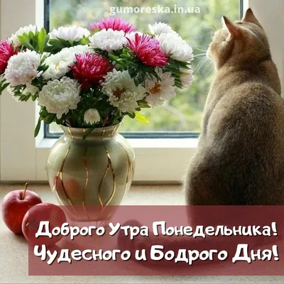 Доброе утро #Котлас #собаки #ветклиникадруг #красавино #лечение  #любимживотных #животные #корм #dog #cat.. | ВКонтакте