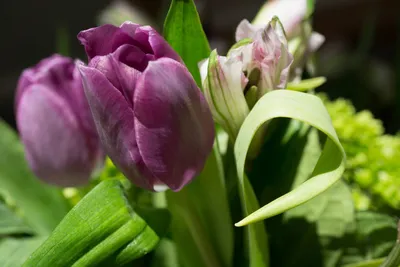 photo: ~ 8 Марта ~ | photographer: Елена Татульян | WWW.PHOTODOM.COM |  Flower painting, Still life flowers, Still life painting