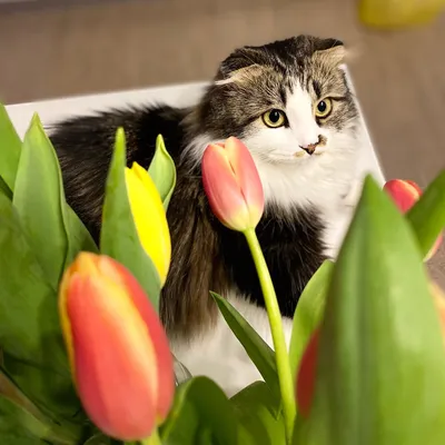 Картинки с 8 марта с котами обои