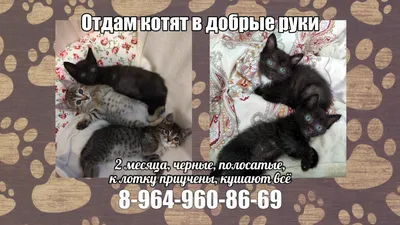 КОТЫ и ЦВЕТЫ к 8 МАРТА. По страницам котоальманаха \"Коты через века\".