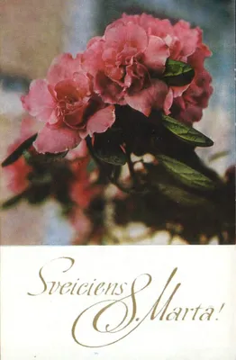 Поздравительная открытка «Позрдавление с 8 марта» Азалия 1978 года «Liesma»  9x14 см - 8 марта - Интернет-магазин. Новогодние, художественные открытки  СССР.