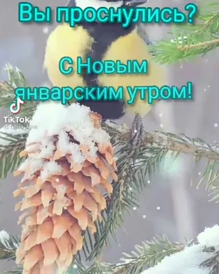 С добрым Январским утром! | TikTok