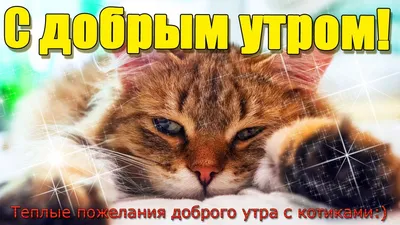 С Добрым Утром и Хорошим днём! / Музыкальная открытка с котами / Картинки  котиков с пожеланиями - YouTube