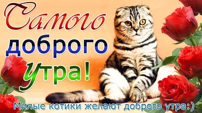 Доброе утро котик