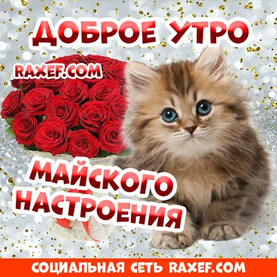 сдобрымутром #котики #утродоброе #красивоевидео | TikTok