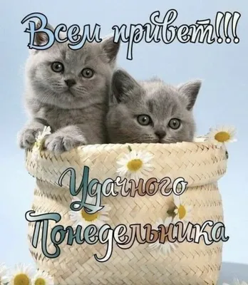 Открытка доброе утро котик - 69 фото