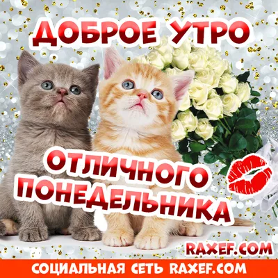 Открытка доброе утро с котом - 72 фото