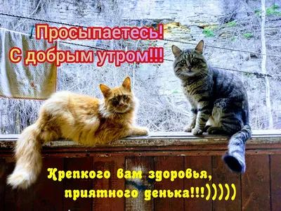 С добрым утром Анимация котята🐈 - YouTube