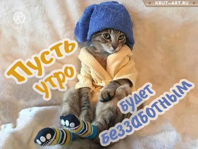 Ваш помощник и вдохновитель on Instagram: \"Доброе утро! #Доброеутро #Кот  #Котейка #dzen.ru/cherrrygarden #cherrrygarden\"