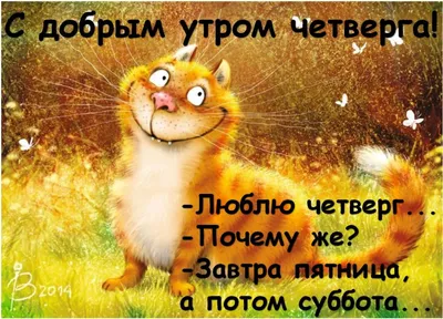 Открытка \"Доброе утро! Хорошего дня!\" с котом за оградой • Аудио от Путина,  голосовые, музыкальные