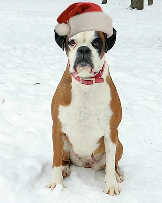 С наступающим Новым Годом!