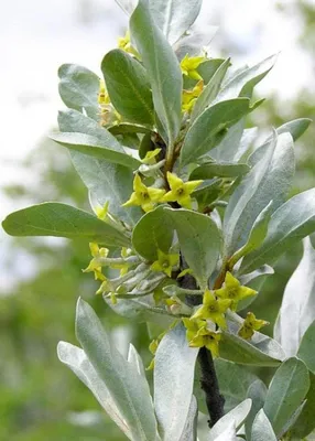 Лох серебристый (Elaeagnus commutata) (Редкие) — Семена для Сибири