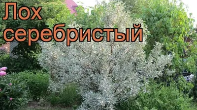 Купить Лох узколистный (Elaeagnus angustifolia) от 299 руб. в  интернет-магазине Архиленд с доставкой почтой по Москве и в регионы