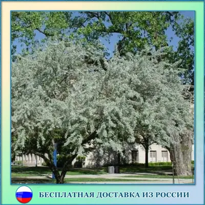 Лох узколистный (русская олива) – питомник43.рф