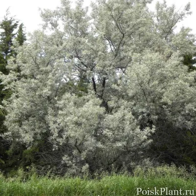 Лох серебристый (Elaeagnus commutata) | отзывы