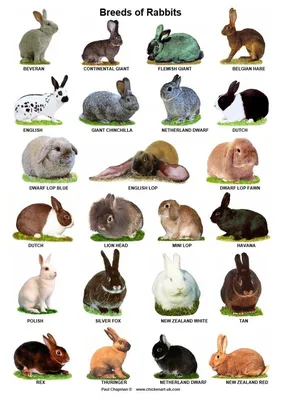 Кролик калифорнийский — все о породе, разведение, описание, фото, отзывы