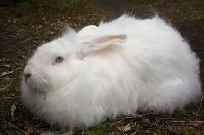 породы кроликов - YouTube