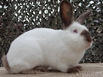 Кролики-гиганты: породы и особенности разведения АО \"Витасоль\"