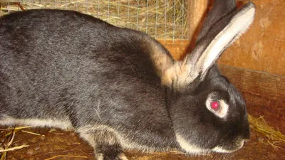 Установленные породы кроликов Иллюстрация вектора - иллюстрации  насчитывающей зайчик, ангстрома: 111146266