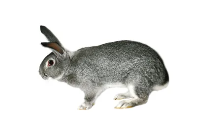 Кролики разных пород | Крестьянские ведомости