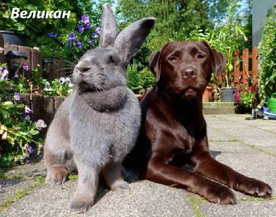 Декоративные породы кроликов: красивые и разные» — создано в Шедевруме