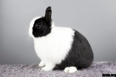 Калифорнийская порода кроликов Стоковое Фото - изображение насчитывающей  ветеринарно, меню: 112471498