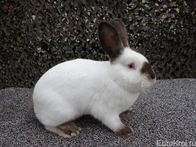 Живой дом. Породы кроликов: новозеландский, калифорнийский, бельгийский. -  YouTube