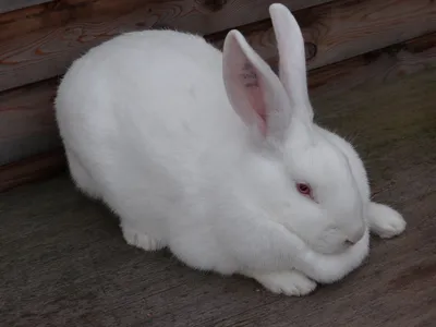 Нидерландские (голландские) карликовые кролики - Декоративные кролики
