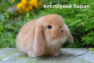 Самый крупный питомник декоративных карликовых и мини кроликов!🐰🔝💫🇧🇾🇷🇺  Почему именно МЫ: - редчайшие породы кроликов🏅 - разнообразие… | Instagram