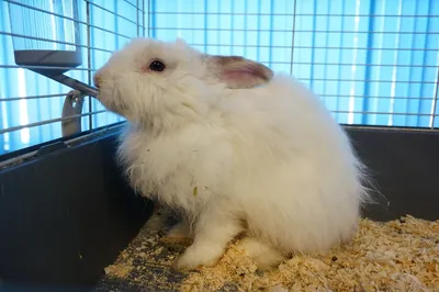 Лучшие большие породы кроликов: Белый Великан. - YouTube