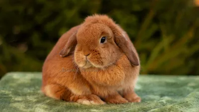 Калифорнийская порода кроликов Стоковое Фото - изображение насчитывающей  воспроизводственно, заболевание: 102545286